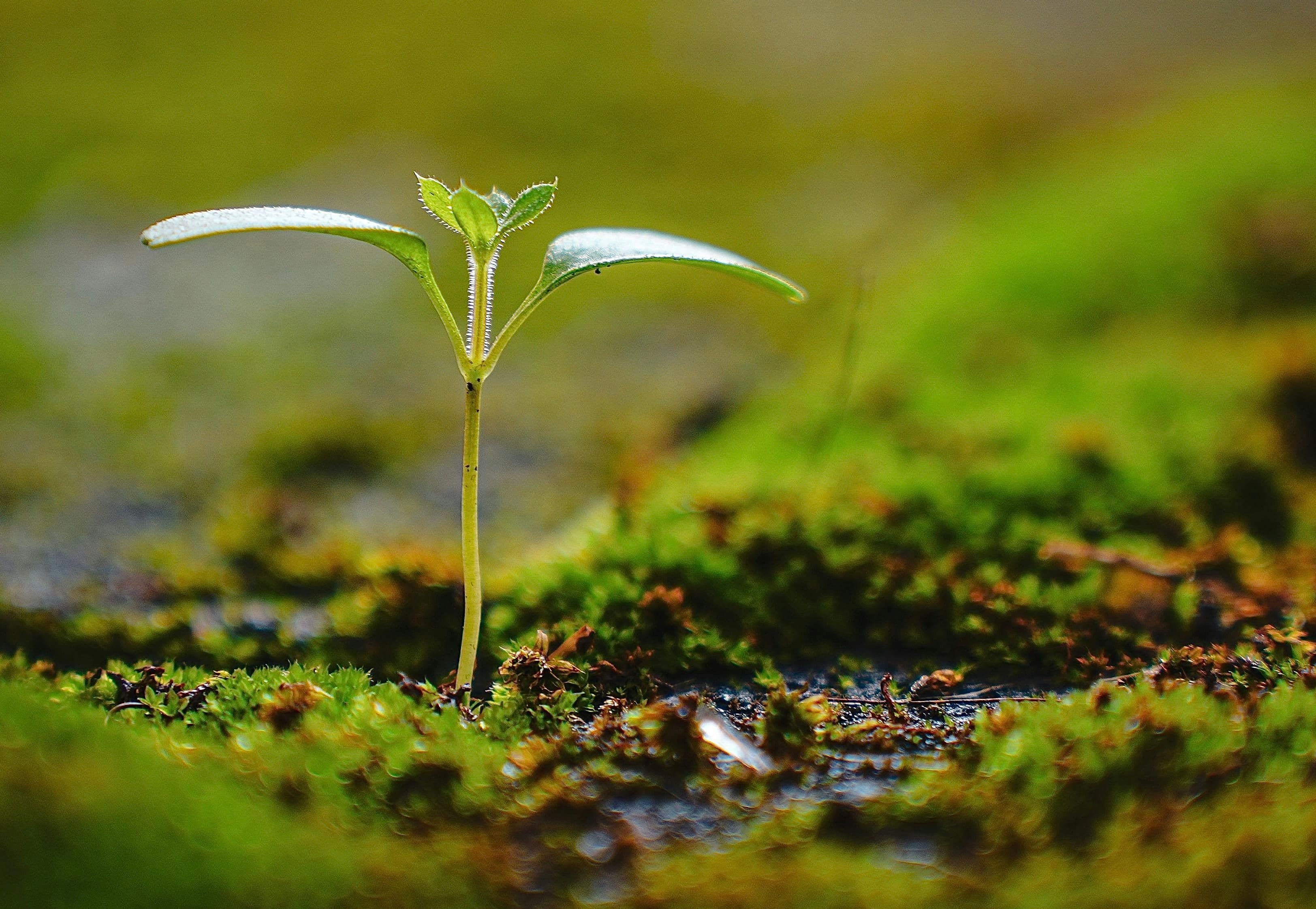 ### What We Can Do, Quietly

It’s easy to feel small in the face of something this vast.

But stewardship rarely begins loudly.

It begins in what we support.
What we invest in.
What we normalise.
What we choose to question.

In choosing leaders and businesses that understand limits.
In teaching our children that nature is not an obstacle to overcome,
but a partner to live with.

Sometimes stewardship begins simply with remembering —
remembering wisdom, we once carried,
but slowly traded for convenience.

