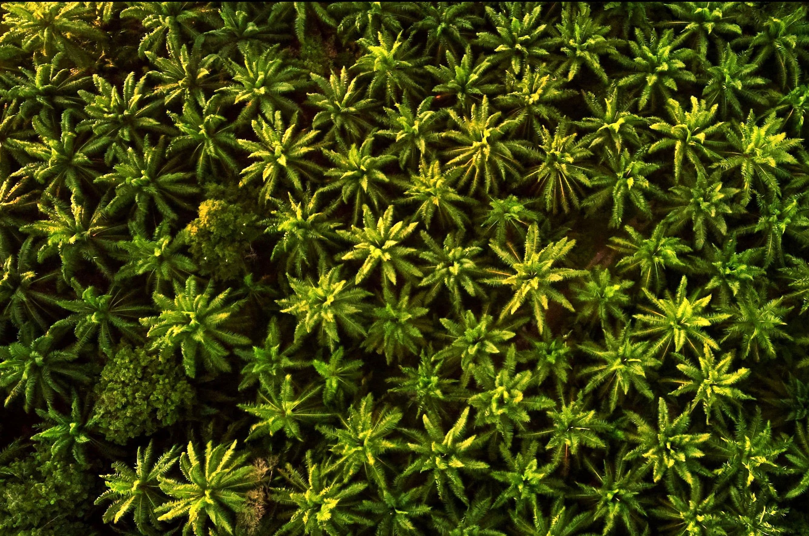 ### A Memory of My Father

Watching these images from Sumatera brings back a memory of my father.

During my active years, when investment discussions filled many days,
there were certain opportunities he never felt comfortable with.

Not only mining or aggressive forestry,
but anything tied to extracting what nature had quietly held for generations —
oil, gas, water, land, resources that once taken could never truly be returned.

Businesses that measured success by how much could be pulled out,
rather than how much was preserved or restored.

Once, after listening patiently to explanations about returns and projections, he said something that stayed with me:

_“What gives us the right, as one generation, to take freely from a land that has stood for centuries — a land that was never meant to belong to us alone?”_

At the time, I didn’t fully understand why that question mattered so much to him.
It sounded philosophical.
Almost impractical.

Only now, watching rivers overflow and forests thin, do I see it more clearly.

He wasn’t rejecting growth.
He was asking something simpler — and harder:

Just because we _can take,_
does it mean _we should?_
